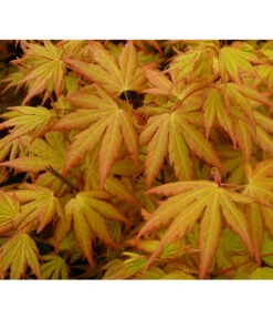 Fächerahorn 'Orange Dream' -Eleganter Garten 7007016 WE DE 002 AcerAhornOrangeDreamAllgreen