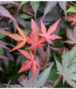 Japanischer Fächerahorn 'Atropurpureum' -Eleganter Garten 7016959 WE DE 005 AcerPalmatumAtropurpureumLuckner