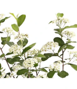 Apfelbeere, Aronia 'Aron' 9 Apfelbeere, Aronia 'Aron' -Eleganter Garten 7045479 PR DE 001 AroniaMelanocarpaAron3LRetDehnerExpressHerzig