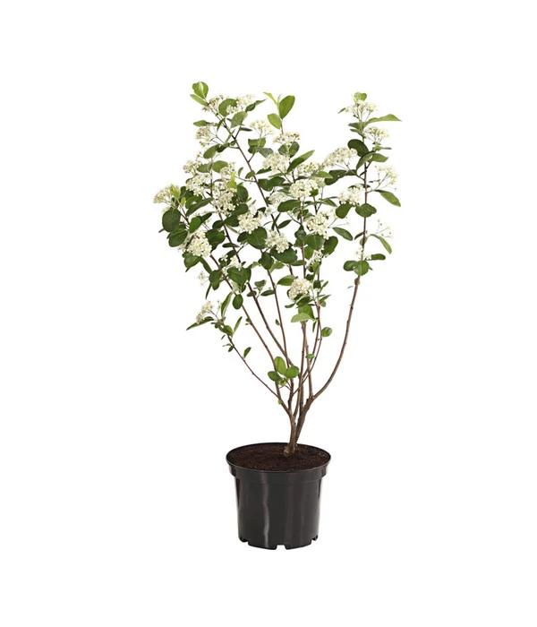 Apfelbeere, Aronia 'Aron' 4 Apfelbeere, Aronia 'Aron' – Bild 2