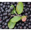 Apfelbeere, Aronia 'Aron' -Eleganter Garten 7045479 PR MO 001 AroniaMelanocarpaAron3LPixabay