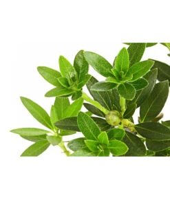 Rhododendron 'Bloombux®' -Eleganter Garten 7077704 PR DE 001 RhododendronBloombux2LDehnerExpressHerzig