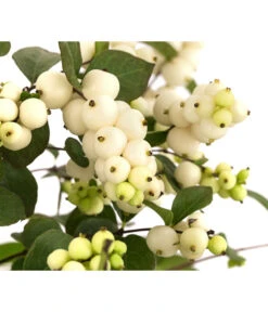 Blütenhecke 'White Hedge', 4er-Set -Eleganter Garten 7078074 WE DE 001 SymphoricarposSchneebeereWeiss