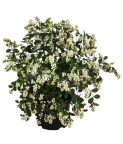 Blütenhecke 'White Hedge', 4er-Set -Eleganter Garten 7078074 WE FS 001 SymphoricarposSchneebeereWeissT19
