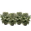 Blütenhecke 'White Hedge', 4er-Set -Eleganter Garten 7078074 WE FS 003 HeckensetWhiteHedge
