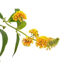Gelber Sommerflieder 9 Gelber Sommerflieder -Eleganter Garten 7078199 WE DE 001 BuddlejaGelbSommerflieder3LDehnerExpressHerzig