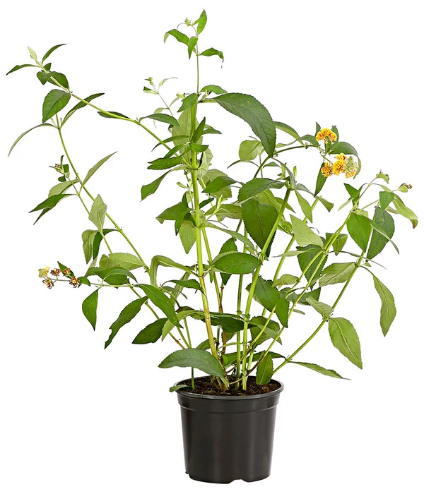 Gelber Sommerflieder 4 Gelber Sommerflieder – Bild 2