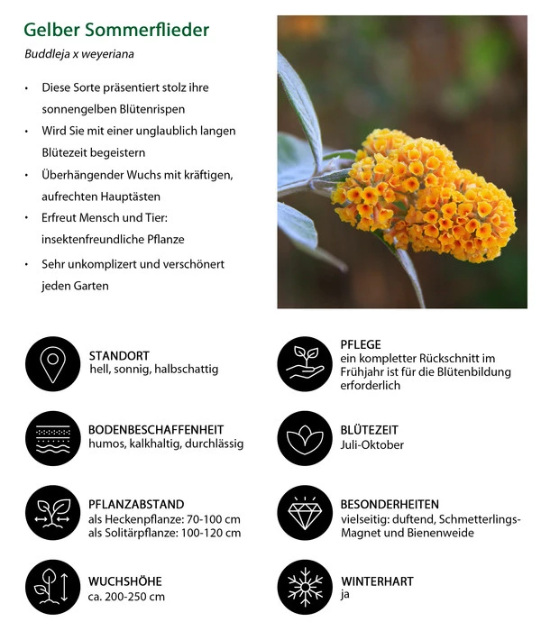Gelber Sommerflieder 5 Gelber Sommerflieder – Bild 3