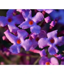 Sommerflieder 'Black Knight' -Eleganter Garten 7078918 WE DE 002 BuddleijaSommerflieder Pixabay