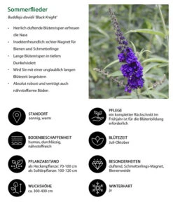 Sommerflieder 'Black Knight' -Eleganter Garten 7078918 WE IG 001 Sommerflieder