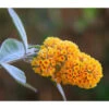 Gelber Sommerflieder 1 Gelber Sommerflieder -Eleganter Garten 7079965 WE DE 001 GelberSommerflieder Buddleja