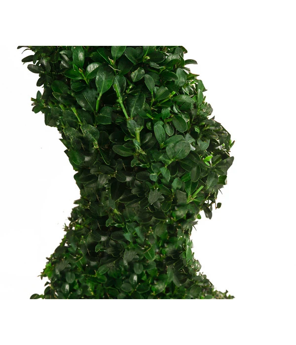 Buchs, Spirale 4 Buchs, Spirale – Bild 2