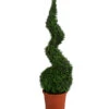 Buchs, Spirale -Eleganter Garten 7080658 WE FS 001 BuxSempervirensArborescens5LSpirale