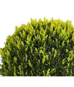 Buchs, Kugel 7 Buchs, Kugel -Eleganter Garten 7082241 PR DE 001 BuxKugelDehnerExpressHerzig