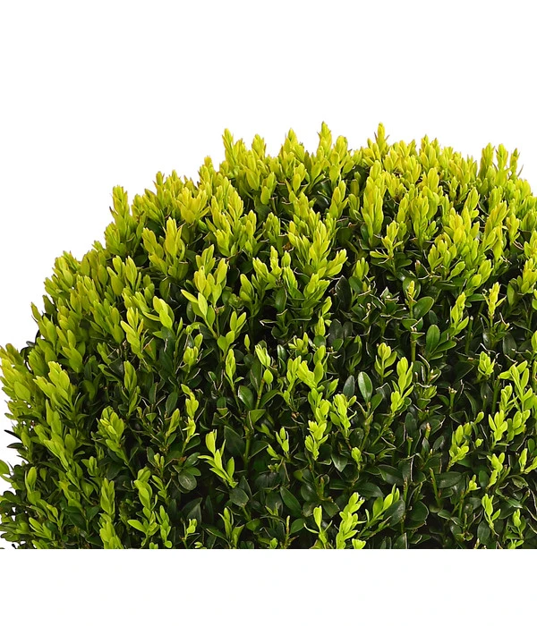 Buchs, Kugel 5 Buchs, Kugel – Bild 3