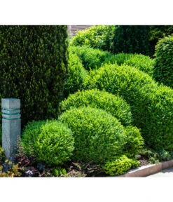 Buchs, Kugel 6 Buchs, Kugel -Eleganter Garten 7082241 PR MO 002 BuxusBuchsKugelGWLucknerMai2017