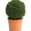 Buchs, Kugel -Eleganter Garten 7082332 WE FS 001 BuxusBuchsSempervirensDehnerExpressHerzig
