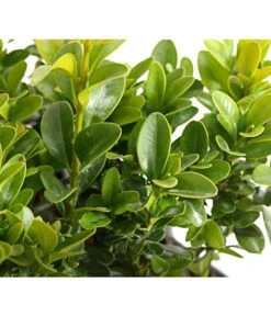 Buchs, 6er-Schale -Eleganter Garten 7083900 PR DE 001 BuxusSempervirens6erTrayDehnerExpressHerzig