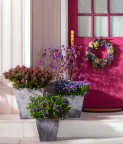 Liebesperlenstrauch 'Profusion' -Eleganter Garten 7084478 7084460 WE MO 001 Liebesperlenstrauch TopfElla