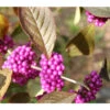 Liebesperlenstrauch 'Profusion' -Eleganter Garten 7084478 BildD 001 SchoenfruchtLiebesperlenstrauchCallicBodProfusion