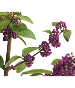 Liebesperlenstrauch 'Profusion' -Eleganter Garten 7084478 WE DE 006 CallicarpaSchoenfruchtBodinieriProfusion3L