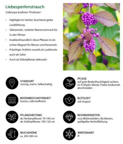 Liebesperlenstrauch 'Profusion' -Eleganter Garten 7084478 WE IG 001 Liebesperlenstrauch