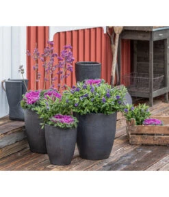 Liebesperlenstrauch 'Profusion' -Eleganter Garten 7084478 WE MO 001 Ciebesperlenstrauchallicarpa3L