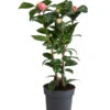 Japanische Kamelie, Verschiedene Sorten -Eleganter Garten 7088115 WE FS 001 CamelliaJaponicaNucciosCameoKamelieT15