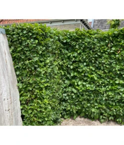 2-3 Meter Hainbuche, 10 X Ca. 50-60 Cm 9 2-3 Meter Hainbuche, 10 X Ca. 50-60 Cm -Eleganter Garten 7089188 WE MO 002 HainbuchenCarpinusBetulus2l