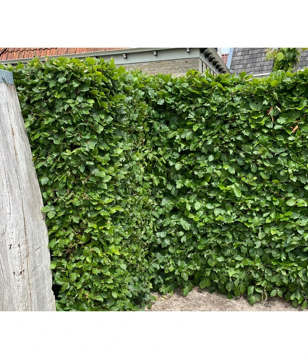 2-3 Meter Hainbuche, 10 X Ca. 50-60 Cm 6 2-3 Meter Hainbuche, 10 X Ca. 50-60 Cm – Bild 4