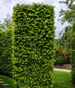 2-3 Meter Hainbuche, 10 X Ca. 50-60 Cm 8 2-3 Meter Hainbuche, 10 X Ca. 50-60 Cm -Eleganter Garten 7089188 WE MO Luckner Hecke CarpinusBetulusHainbuche