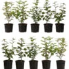 2-3 Meter Hainbuche, 10 X Ca. 50-60 Cm -Eleganter Garten 7090640 PR FS 001 CarpinusBetulus2MeterDehnerExpressHerzig