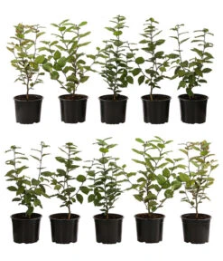 2-3 Meter Hainbuche, 10 X Ca. 50-60 Cm