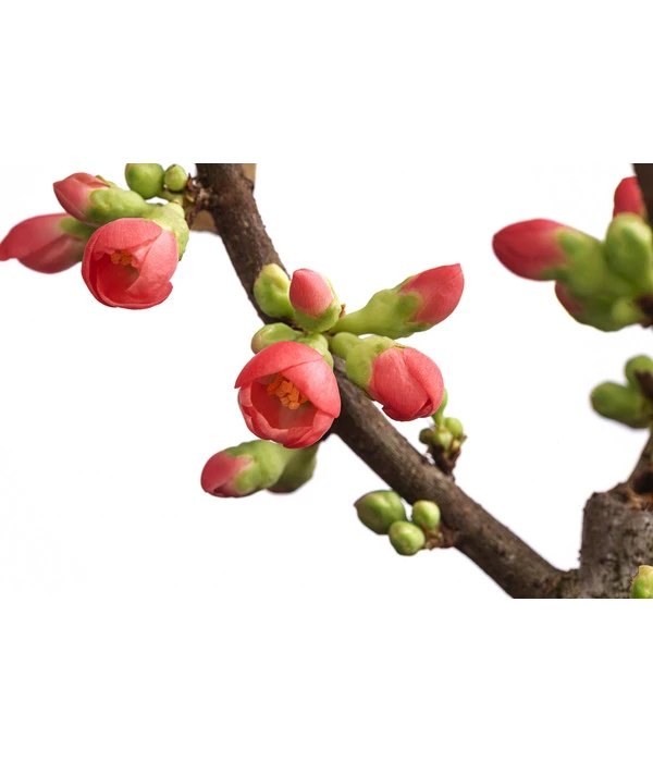 Zierquitte 'Rubra' 4 Zierquitte 'Rubra' – Bild 2