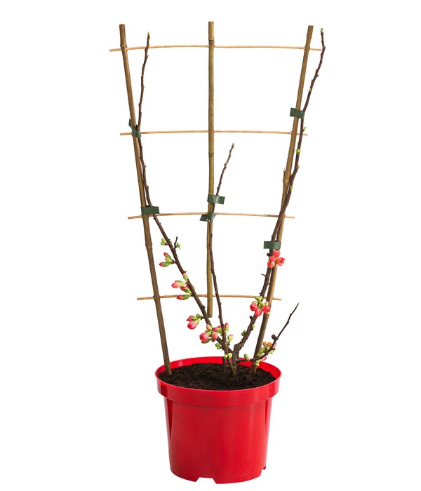 Zierquitte 'Rubra' 3 Zierquitte 'Rubra'