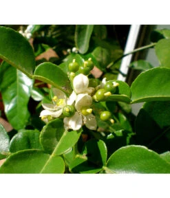 Dehner Gourmet Garten Kaffir-Limette -Eleganter Garten 7120884 WE DE 002 GGCitrusHystrix Pixabay