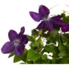 Waldrebe - Clematis -Eleganter Garten 7122872 PR FS 001 ClematisBlauBogenWaldrebe3LDehnerExpressZS