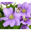 Waldrebe - Clematis, Blau, Rankhilfe