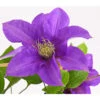 Waldrebe - Clematis, Rankhilfe -Eleganter Garten 7129034 WE DE 001 ClematisBlauPurpurWaldreben16CDehnerExpressHerzig
