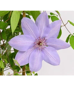 Waldrebe - Clematis, Rankhilfe -Eleganter Garten 7129034 WE DE 002 ClematisBlauPurpurWaldreben16CDehnerExpressHerzig