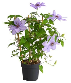 Waldrebe - Clematis, Rankhilfe -Eleganter Garten 7129034 WE FS 002 ClematisBlauPurpurWaldreben16CDehnerExpressHerzig