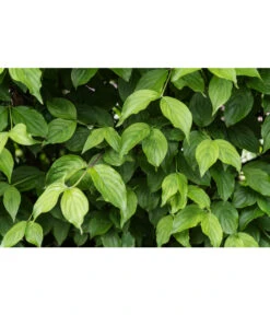 Kornelkirsche - Cornus Mas -Eleganter Garten 7137110 PR DE 001 CornusMasKornelkirscheLuckner