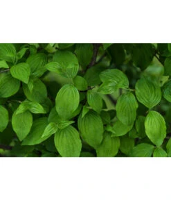 Kornelkirsche - Cornus Mas -Eleganter Garten 7137110 PR DE 001 CornusMasKornelkirscheLucknerMai2015