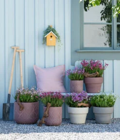 Graue Glockenheide, Verschiedene Farben 18 Graue Glockenheide, Verschiedene Farben -Eleganter Garten 7163009 WE MO 001 DaboeciaMixGlockenheide 2021 GC11