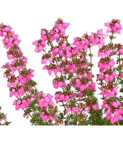 Graue Glockenheide, Verschiedene Farben 21 Graue Glockenheide, Verschiedene Farben -Eleganter Garten 7172521 WE DE 001 EricaCinereaGrauheideT10Herzig