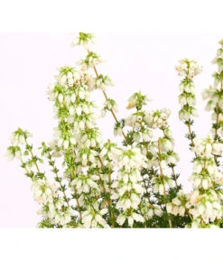 Graue Glockenheide, Verschiedene Farben 22 Graue Glockenheide, Verschiedene Farben -Eleganter Garten 7172521 WE DE 002 EricaCinereaGrauheideT10Herzig