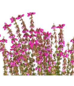 Graue Glockenheide, Verschiedene Farben 20 Graue Glockenheide, Verschiedene Farben -Eleganter Garten 7172521 WE DE 003 EricaCinereaGrauheideT10Herzig