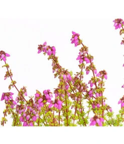 Graue Glockenheide, Verschiedene Farben 23 Graue Glockenheide, Verschiedene Farben -Eleganter Garten 7172521 WE DE 004 EricaCinereaGrauheideT10Herzig