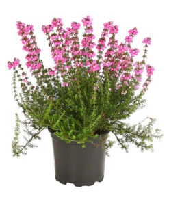 Graue Glockenheide, Verschiedene Farben 14 Graue Glockenheide, Verschiedene Farben -Eleganter Garten 7172521 WE FS 001 EricaCinereaGrauheideT10Herzig