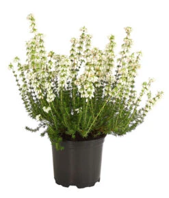 Graue Glockenheide, Verschiedene Farben 15 Graue Glockenheide, Verschiedene Farben -Eleganter Garten 7172521 WE FS 002 EricaCinereaGrauheideT10Herzig